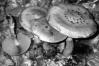 Hebeloma radicosum