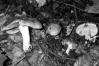 Hebeloma sinapizans