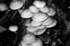 Hypholoma capnoides