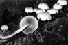 Hypholoma capnoides