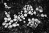 Kuehneromyces mutabilis