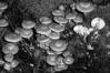Kuehneromyces mutabilis