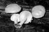 Pholiota flammans