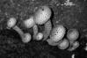 Pholiota squarrosa