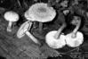 Pholiota tuberculosa