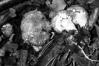 Stropharia aeruginosa