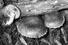 Stropharia aeruginosa