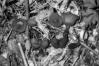 Dumontinia tuberosa