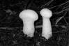 Calvatia excipuliformis