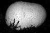 Calvatia utriformis