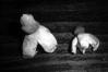Geastrum quadrifidum