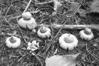 Geastrum sessile