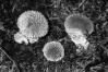 Lycoperdon echinatum