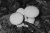 Lycoperdon perlatum