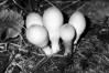 Lycoperdon piriforme