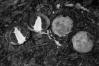 Phallus impudicus