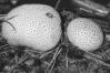 Scleroderma citrinum