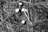 Tulostoma brumale