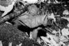 Gyromitra infula