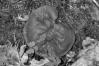 Gyromitra perlata