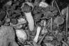 Mitrophora semilibera