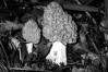 Morchella crassipes