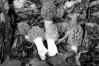 Morchella esculenta