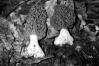 Morchella esculenta var. atrotomentosa