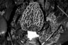 Morchella vulgaris