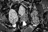 Morchella vulgaris
