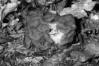 Neogyromitra gigas