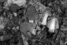 Ptychoverpa bohemica