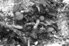 Scutellinia scutellata