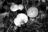 Clitopilus prunulus