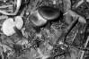 Entoloma nitidum