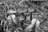 Entoloma vernum