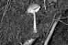 Pluteus leoninus
