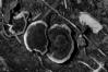 Coltricia perennis