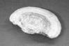 Daedalea quercina