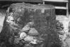 Fomes fomentarius