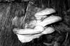 Fomitopsis pinicola
