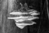 Fomitopsis pinicola