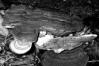 Ganoderma lipsiense
