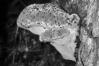Inonotus dryadeus