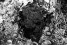 Inonotus obliquus