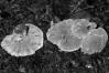 Onnia tomentosa