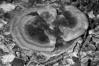 Phaeolus schweinitzii