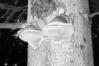 Phellinus hartigii