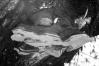 Phellinus igniarius