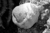 Phellinus robustus